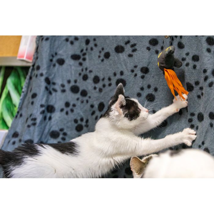 12 tygodniowe KOCIĘTA szukają domów!