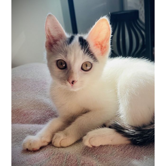 Przeurocze kocięta, Lotka i Loki do adopcji!