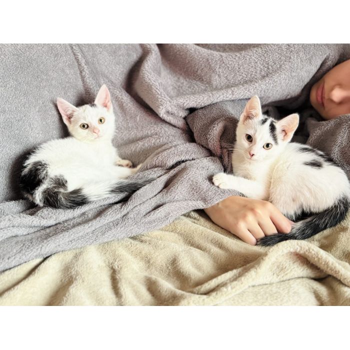 Przeurocze kocięta, Lotka i Loki do adopcji!