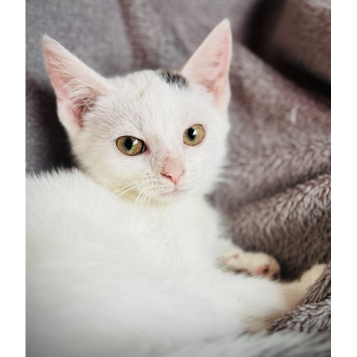 Przeurocze kocięta, Lotka i Loki do adopcji!