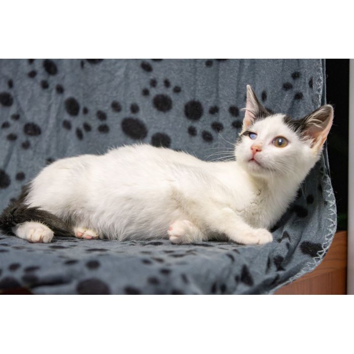 Dwa urocze, wesołe kocięta szukają domów!