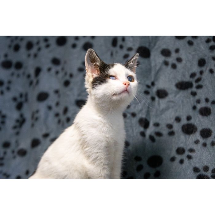 Dwa urocze, wesołe kocięta szukają domów!