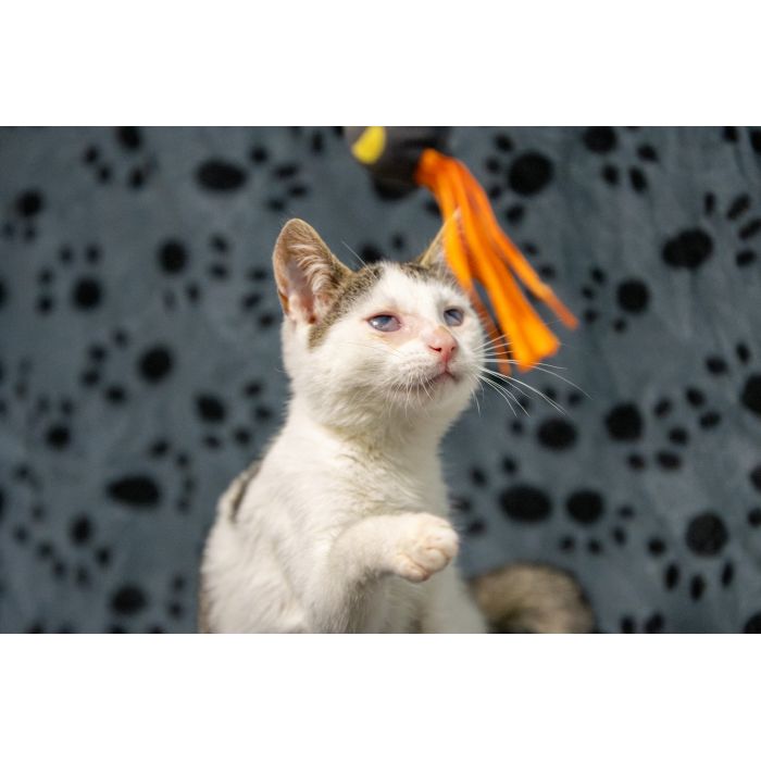 Dwa urocze, wesołe kocięta szukają domów!