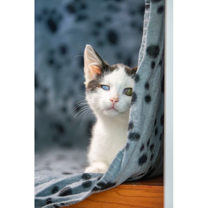 Dwa urocze, wesołe kocięta szukają domów!