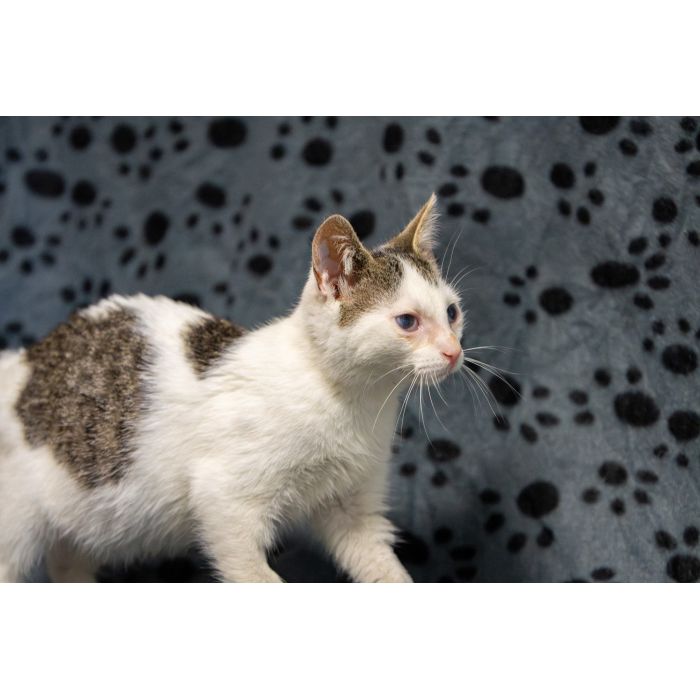 Dwa urocze, wesołe kocięta szukają domów!