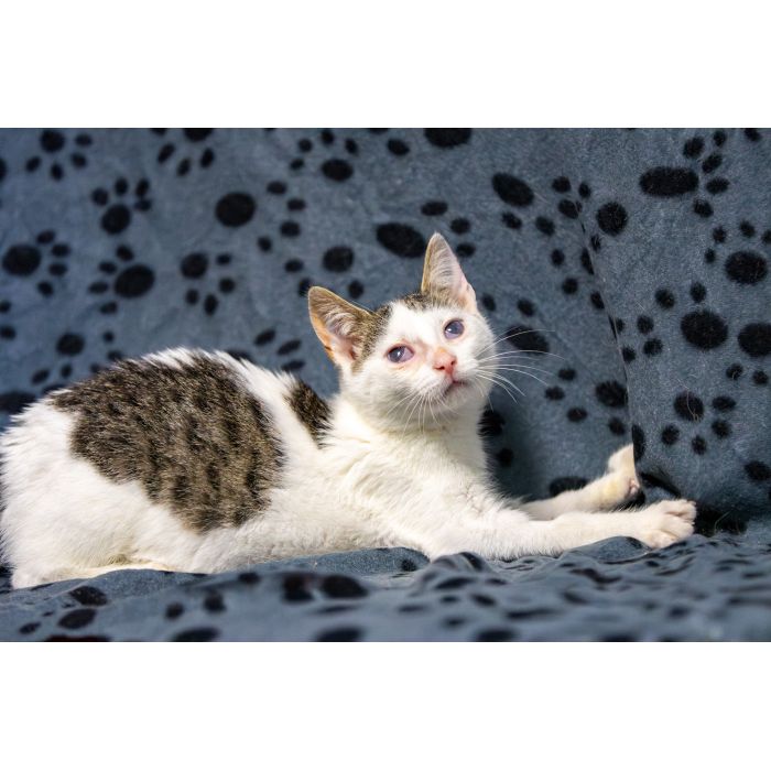 Dwa urocze, wesołe kocięta szukają domów!