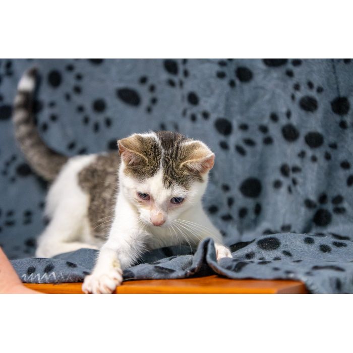 Dwa urocze, wesołe kocięta szukają domów!