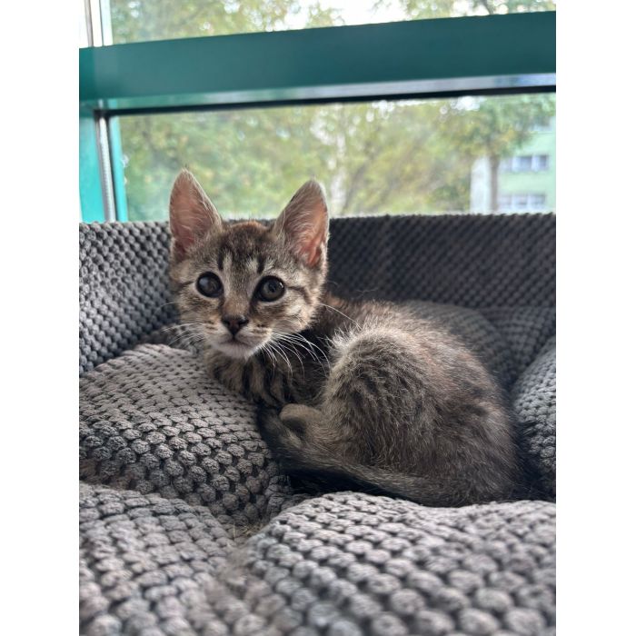 Bigos i Kliper, słodkie kociaki do adopcji!