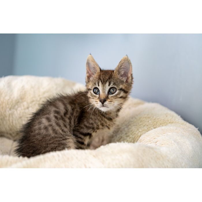 Bigos i Kliper, słodkie kociaki do adopcji!