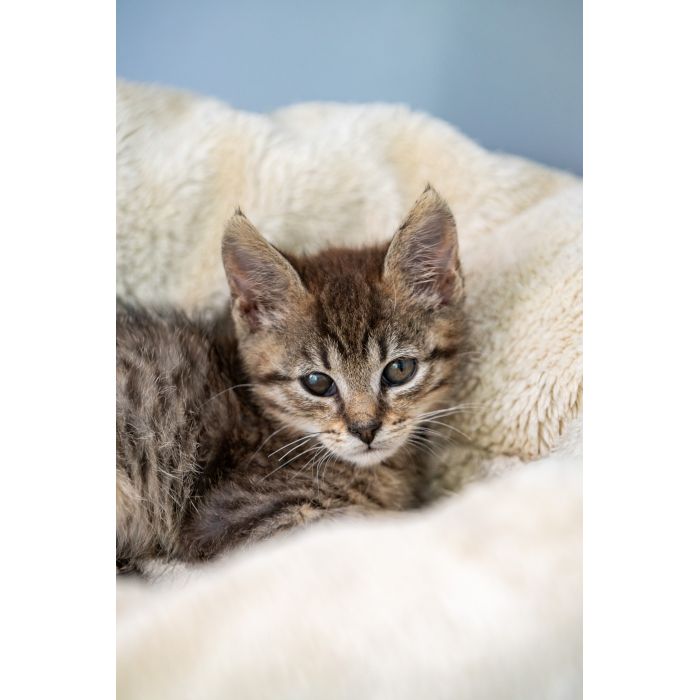 Bigos i Kliper, słodkie kociaki do adopcji!