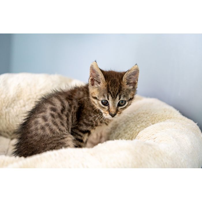 Bigos i Kliper, słodkie kociaki do adopcji!