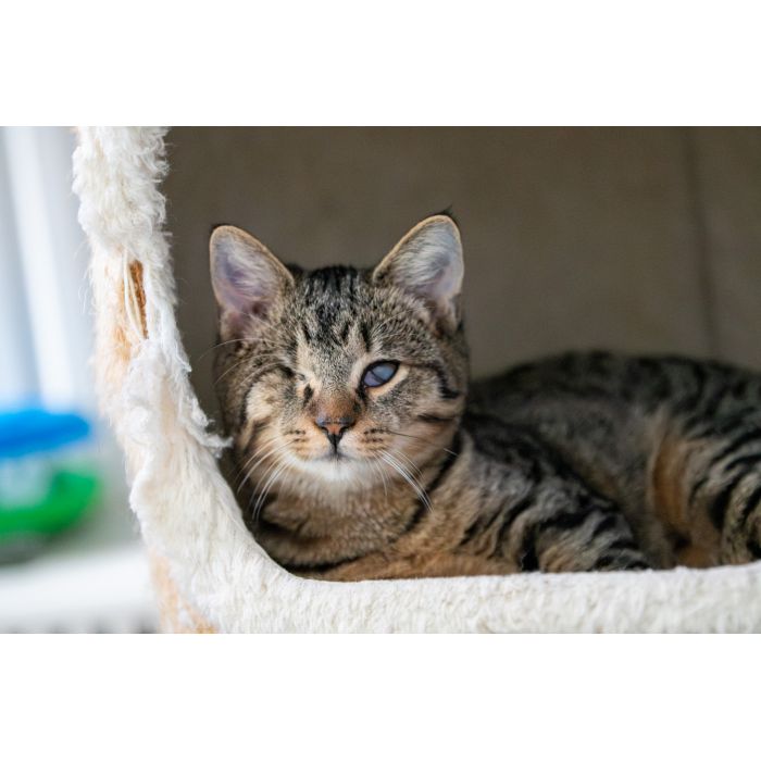 Bigos i Kliper, słodkie kociaki do adopcji!