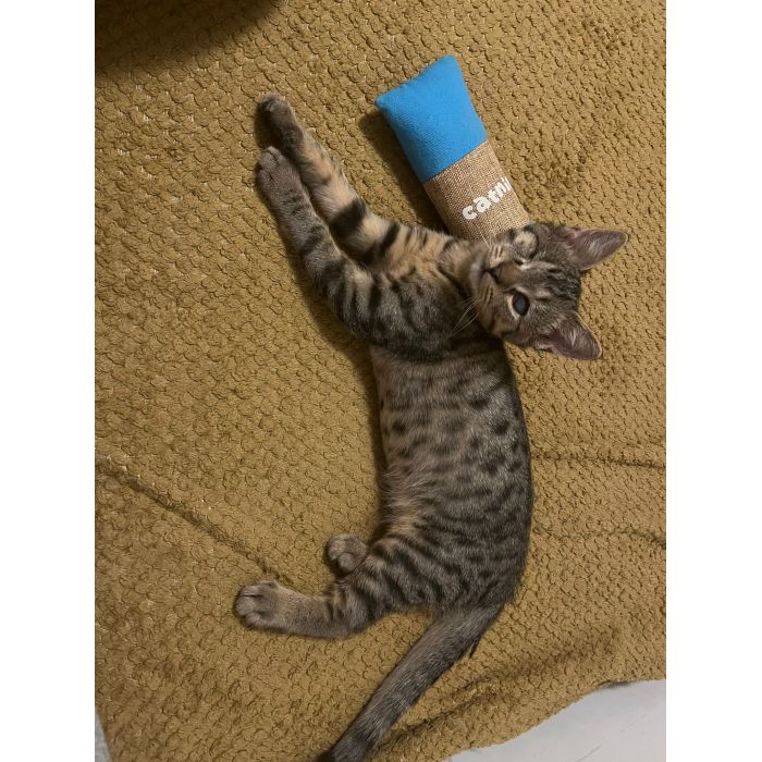 Bigos i Kliper, słodkie kociaki do adopcji!