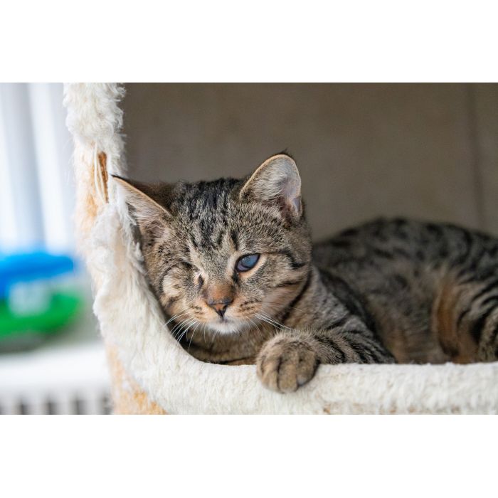 Bigos i Kliper, słodkie kociaki do adopcji!