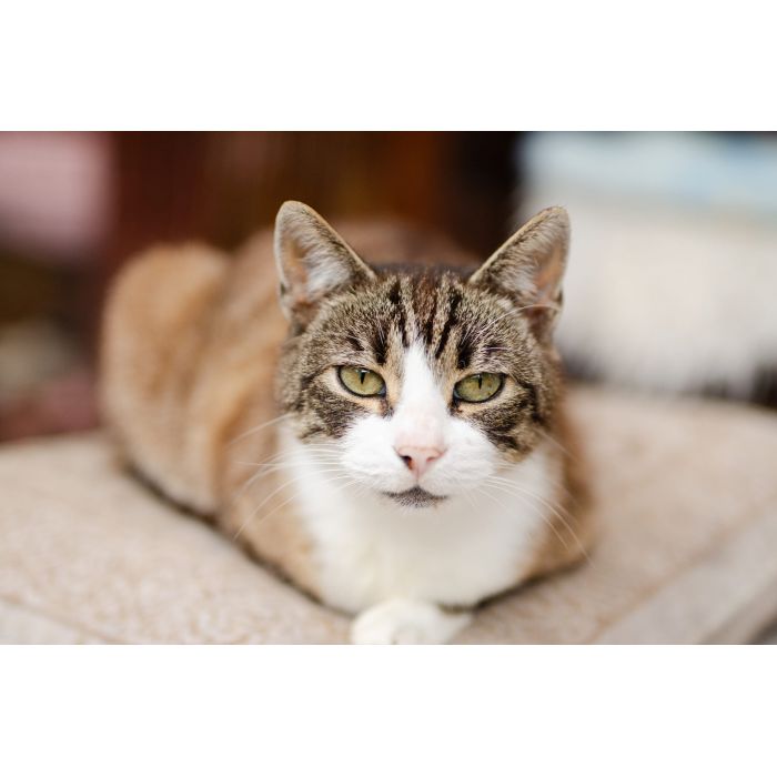 Elsa - spokojna, delikatna koteczka szuka domu!