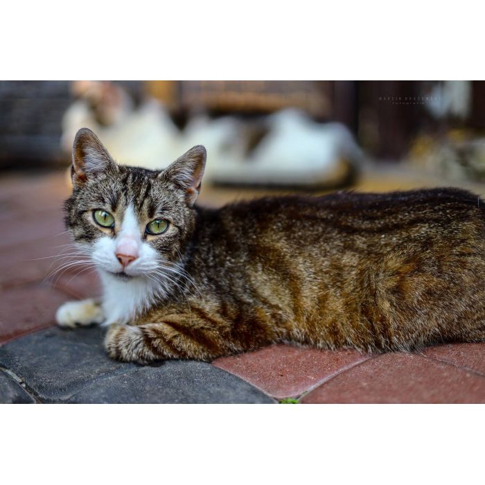 Elsa - spokojna, delikatna koteczka szuka domu!