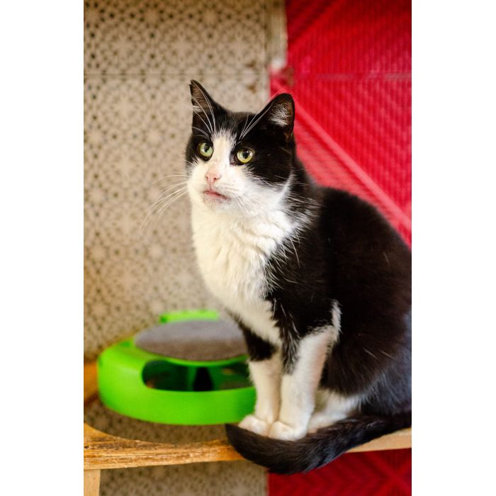 Dany - cudowny, wesoły, niekonfliktowy kotek