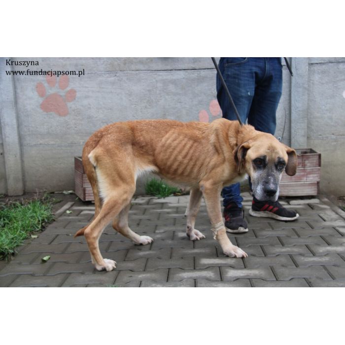 Kruszynka – dzielna, kochana sunia szuka domu