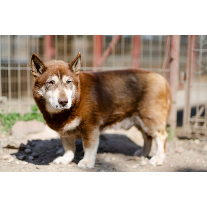 Luntek - mini husky o złotym sercu!