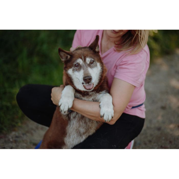 Luntek - mini husky o złotym sercu!