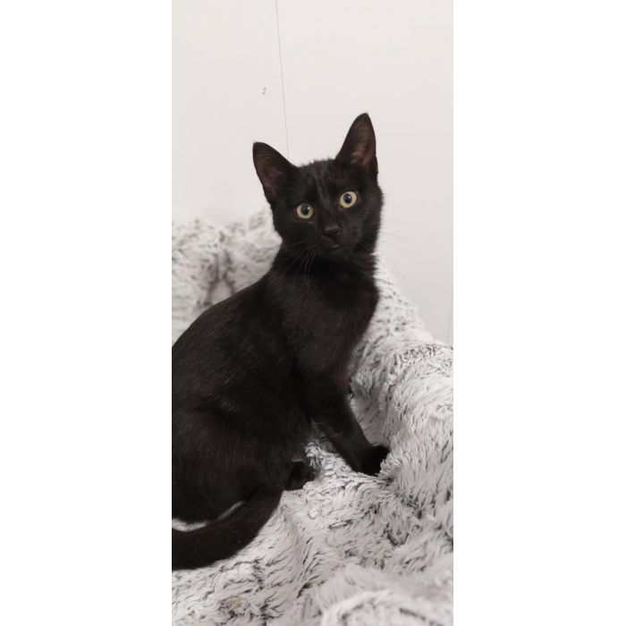 Wars - spokojny, sympatyczny koci kawaler szuka domu