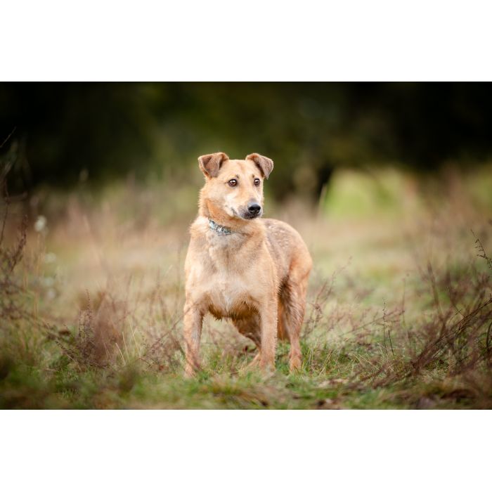 Snikers - spokojny, delikatny indywidualista