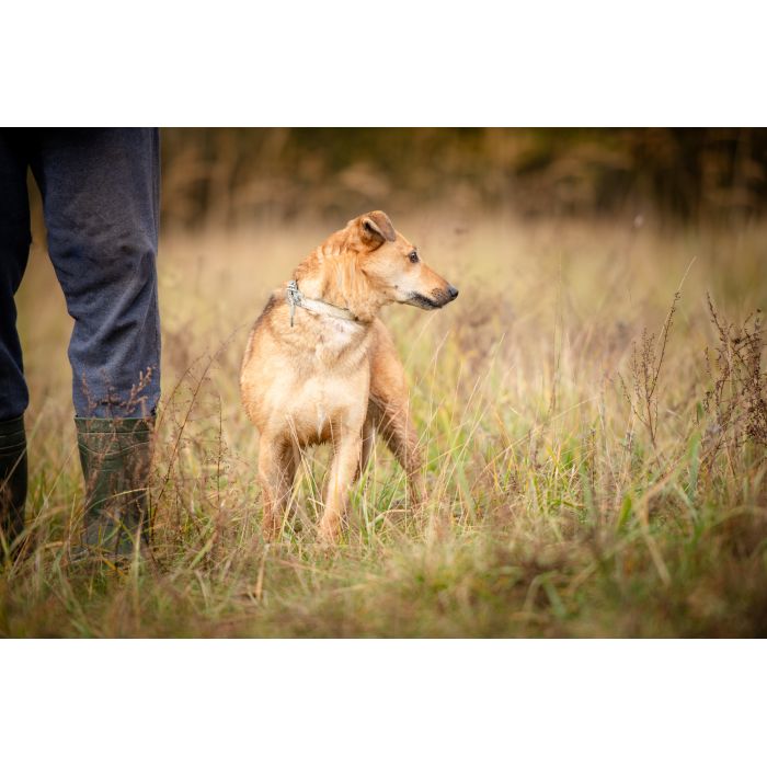Snikers - spokojny, delikatny indywidualista