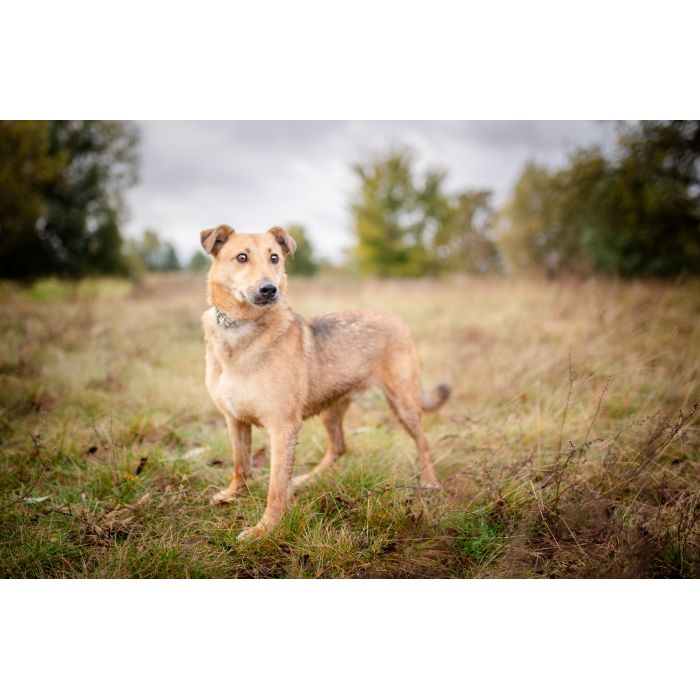 Snikers - spokojny, delikatny indywidualista