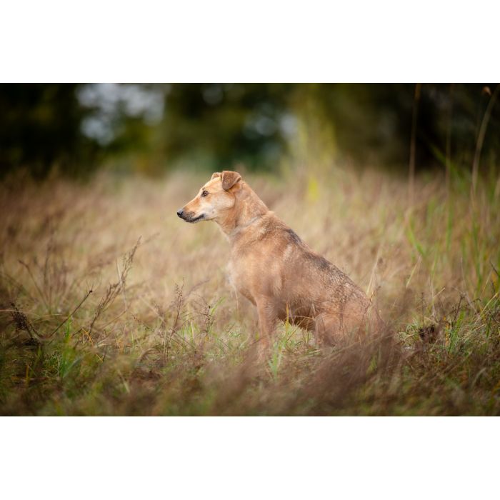 Snikers - spokojny, delikatny indywidualista