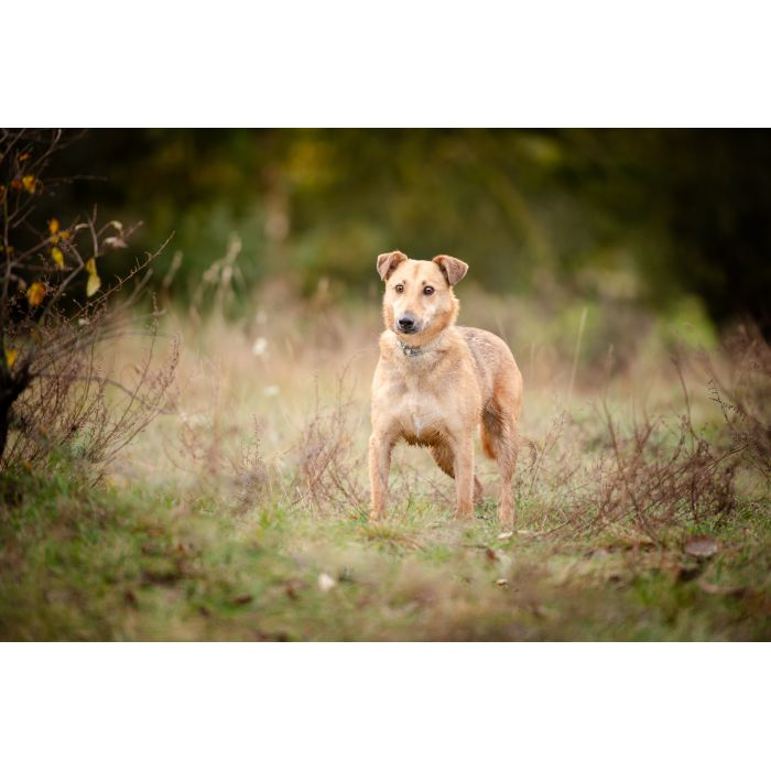 Snikers - spokojny, delikatny indywidualista