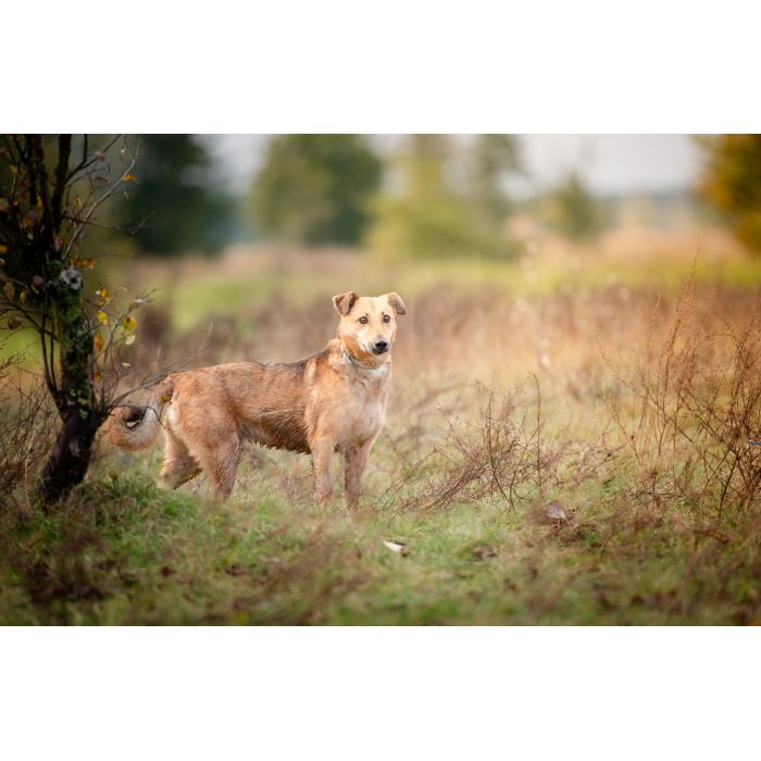 Snikers - spokojny, delikatny indywidualista