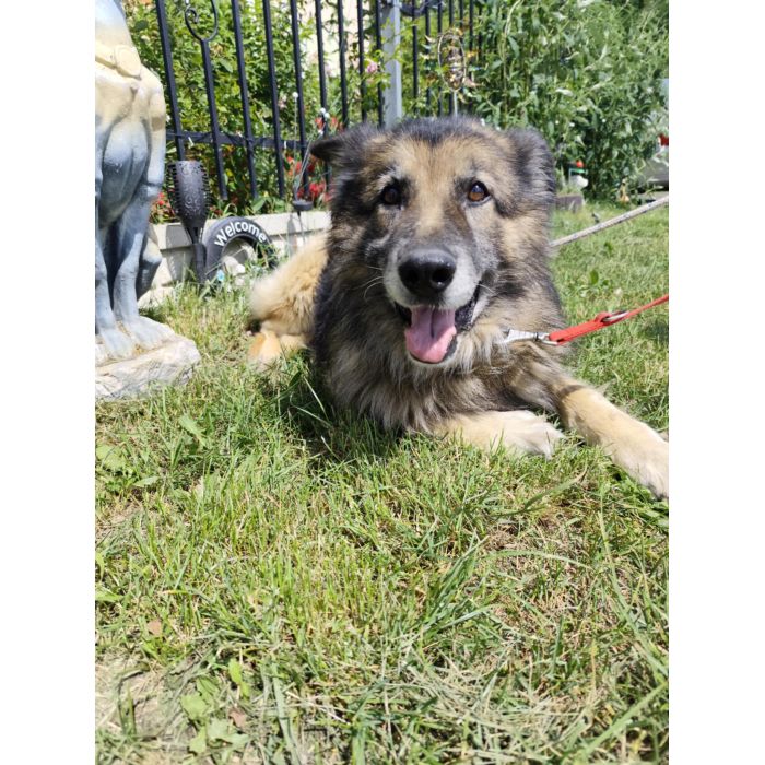 Aron - cudowny, spokojny owczarek szuka domu!