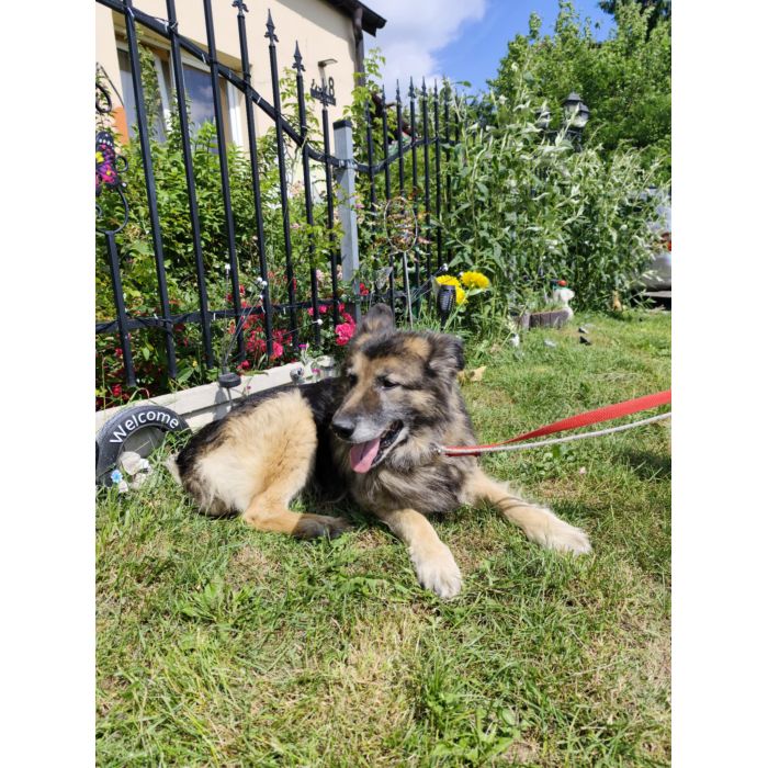 Aron - cudowny, spokojny owczarek szuka domu!