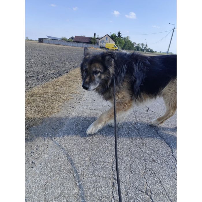 Aron - cudowny, spokojny owczarek szuka domu!