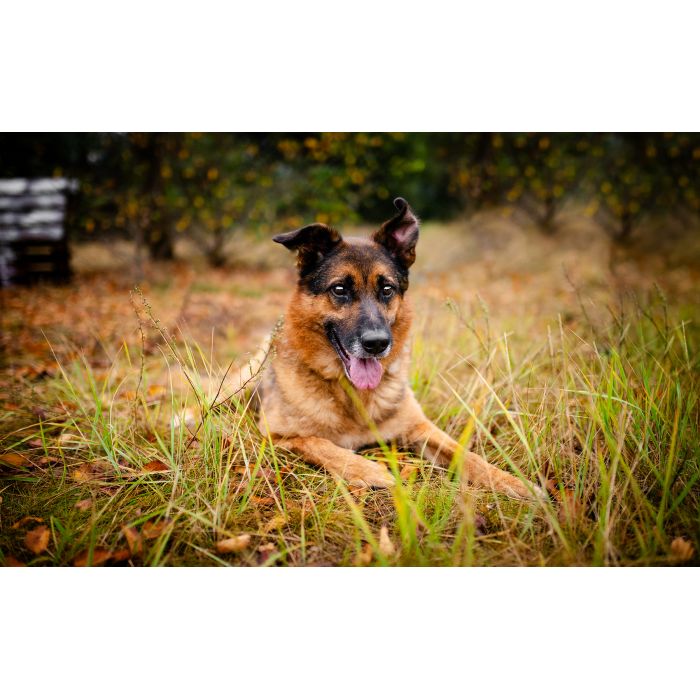 Lizak - kochany, przyjazny owczarek szuka domu!