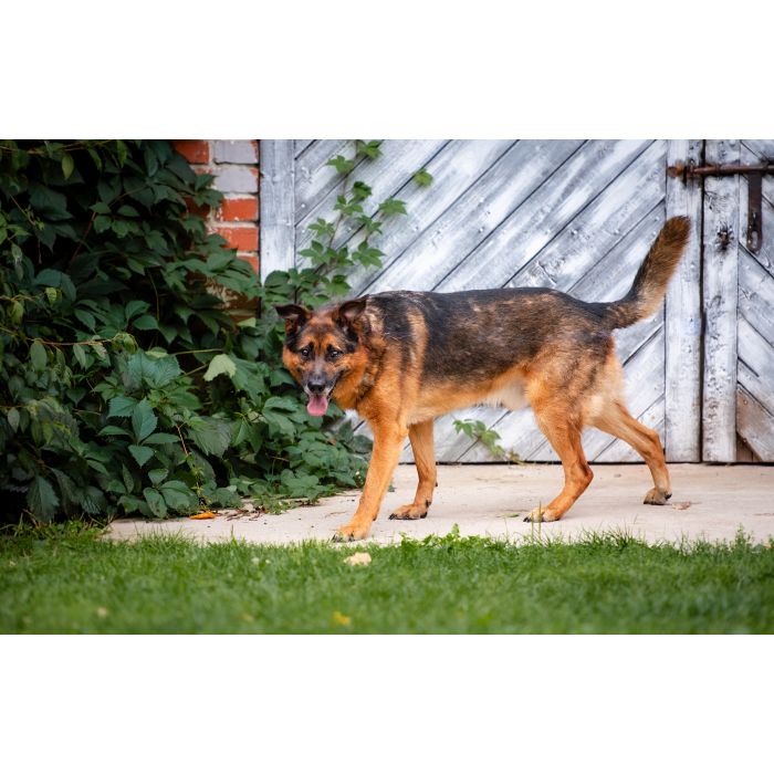 Lizak - kochany, przyjazny owczarek szuka domu!