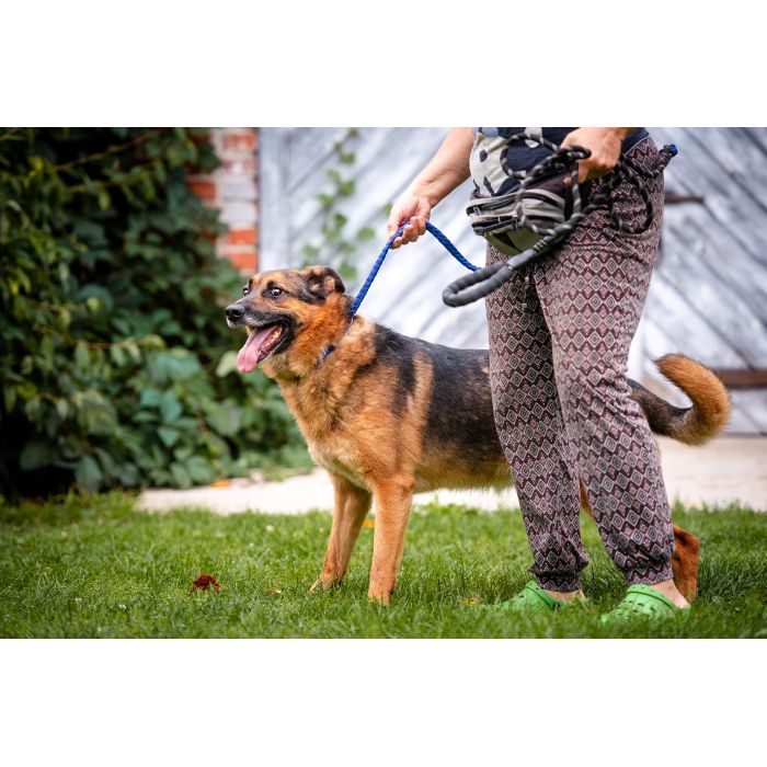 Lizak - kochany, przyjazny owczarek szuka domu!