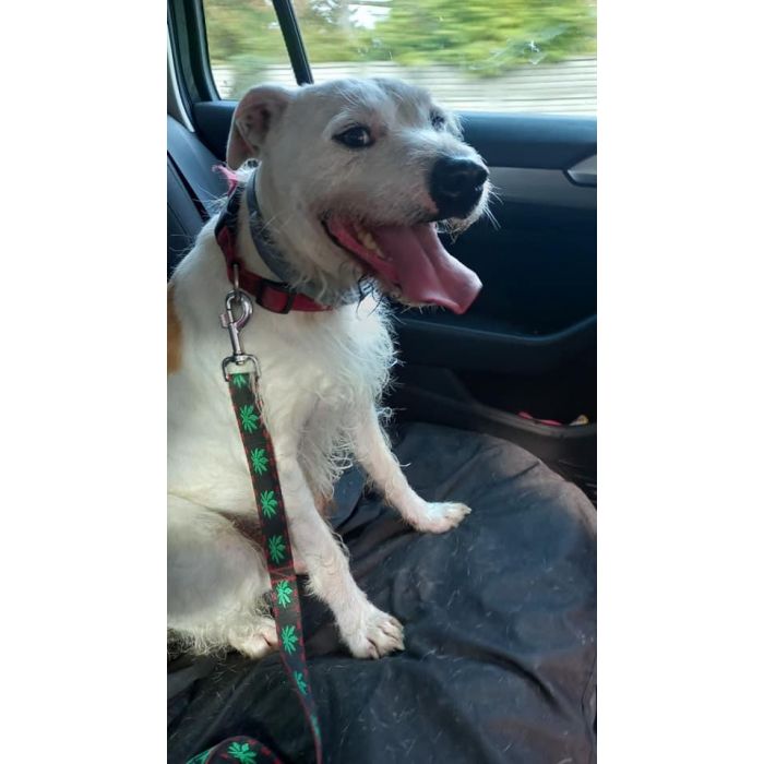 Nero - wyjątkowy pies szuka kochającego domu