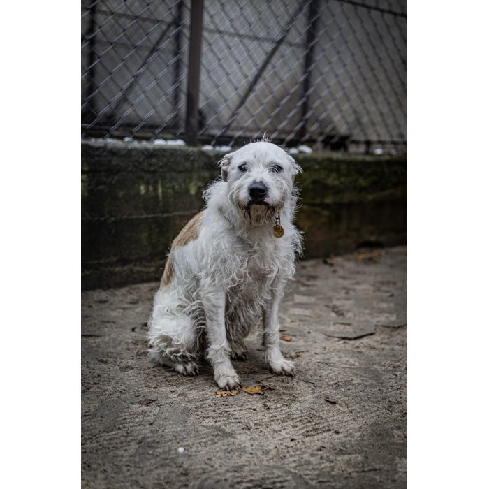 Nero - wyjątkowy pies szuka kochającego domu