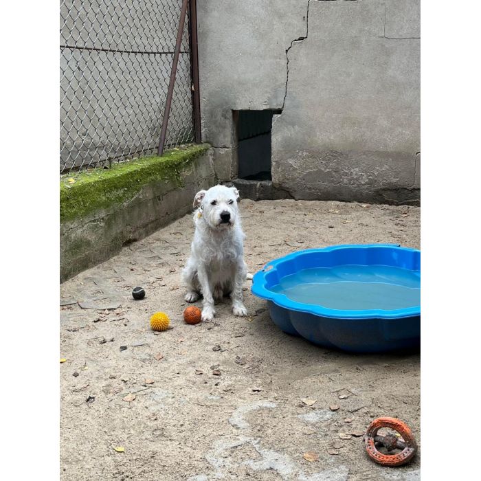 Nero - wyjątkowy pies szuka kochającego domu