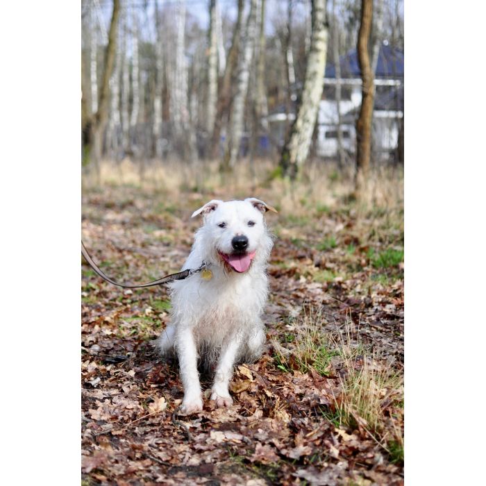 Nero - wyjątkowy pies szuka kochającego domu