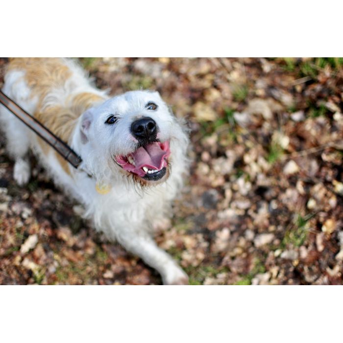 Nero - wyjątkowy pies szuka kochającego domu