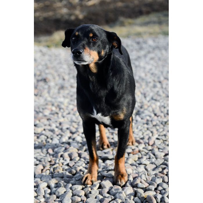 Cudowny Puszek szuka domu!