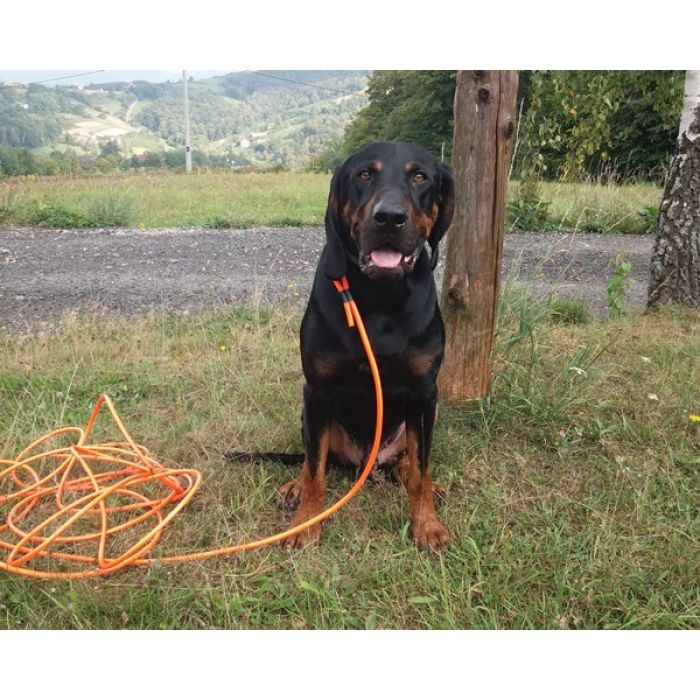 Gończy Polski, reproduktor, polujący, ZKwP - ATOS z Beskidzkich Wysp