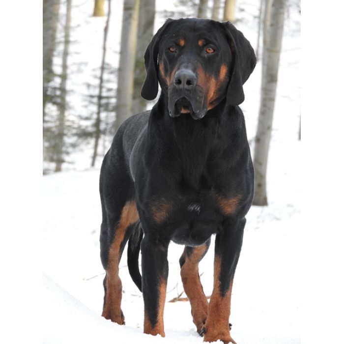 Gończy Polski, reproduktor, polujący, ZKwP - ATOS z Beskidzkich Wysp