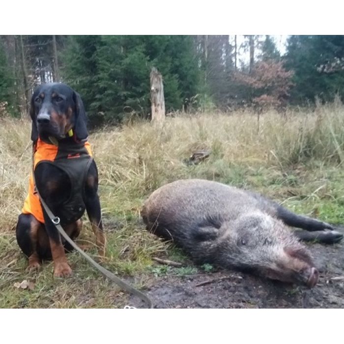 Gończy Polski, reproduktor, polujący, ZKwP - ATOS z Beskidzkich Wysp