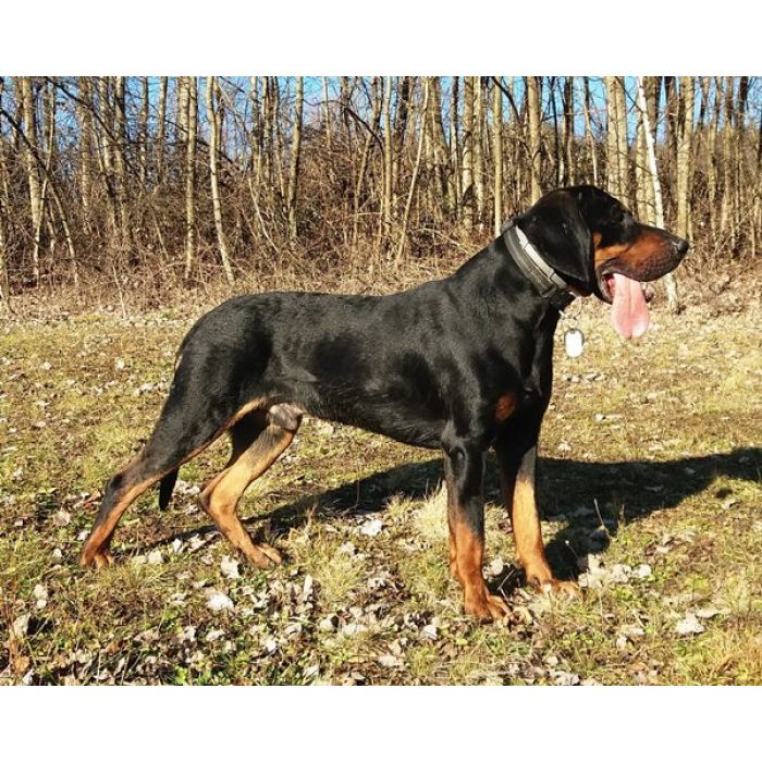 Gończy Polski, reproduktor, polujący, ZKwP - ATOS z Beskidzkich Wysp