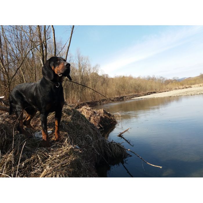 Gończy Polski, reproduktor, polujący, ZKwP - ATOS z Beskidzkich Wysp