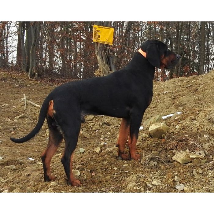 Gończy Polski, reproduktor, polujący, ZKwP - ATOS z Beskidzkich Wysp