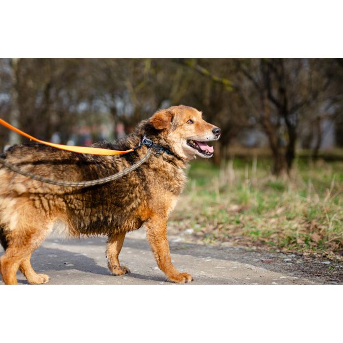 Łagodny Kapral - psi anioł PILNIE szuka domu!